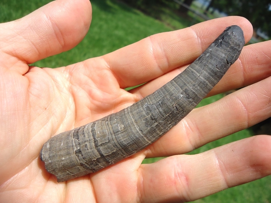 Large image 3 Quality Sperm Whale Tooth