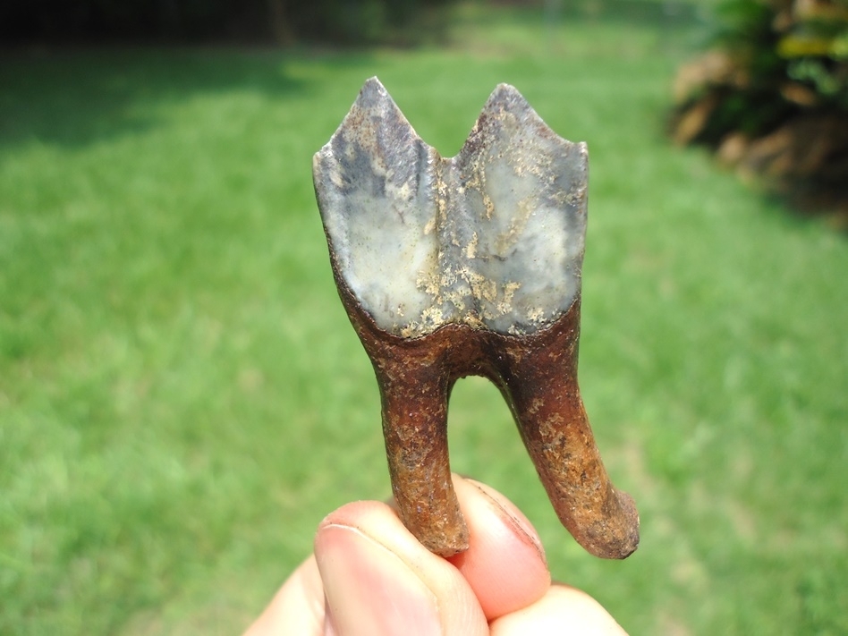 Large image 1 Exceptional Llama Tooth