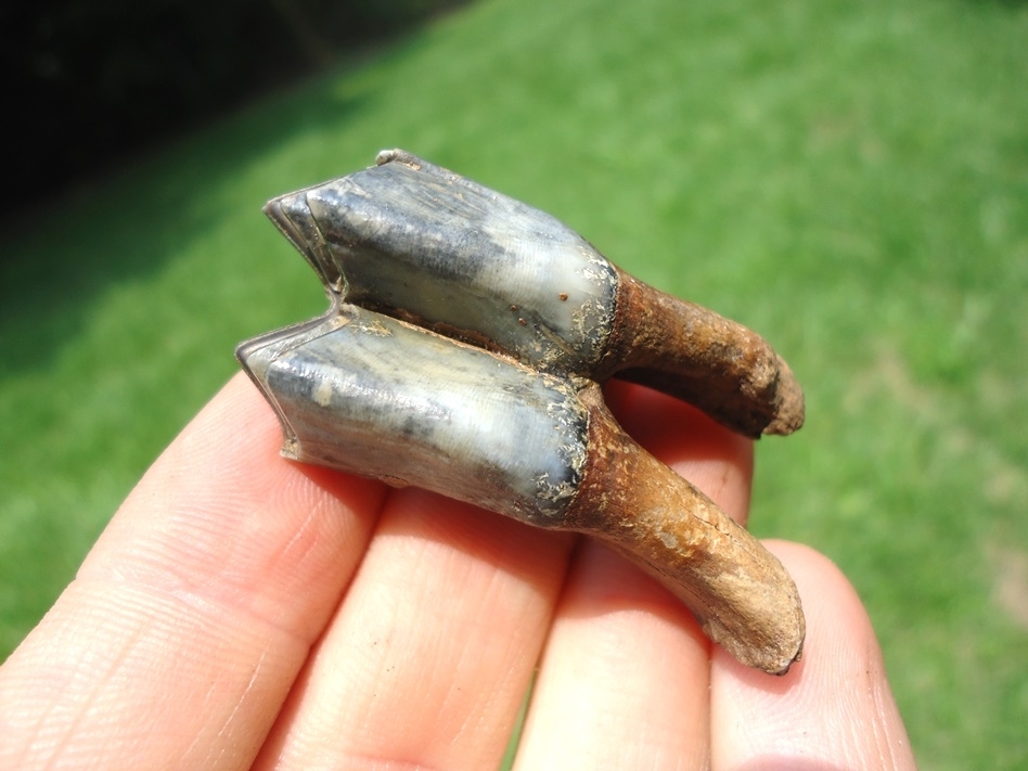 Large image 3 Exceptional Llama Tooth