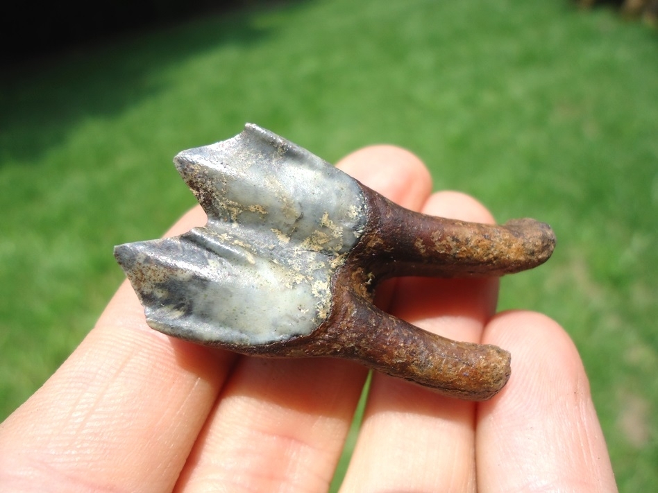 Large image 4 Exceptional Llama Tooth