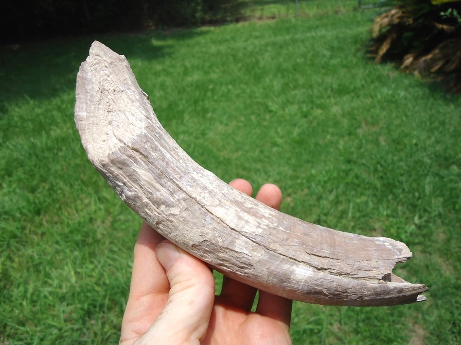 Large image 1 Very Rare Massive Aphelops Rhino Tusk