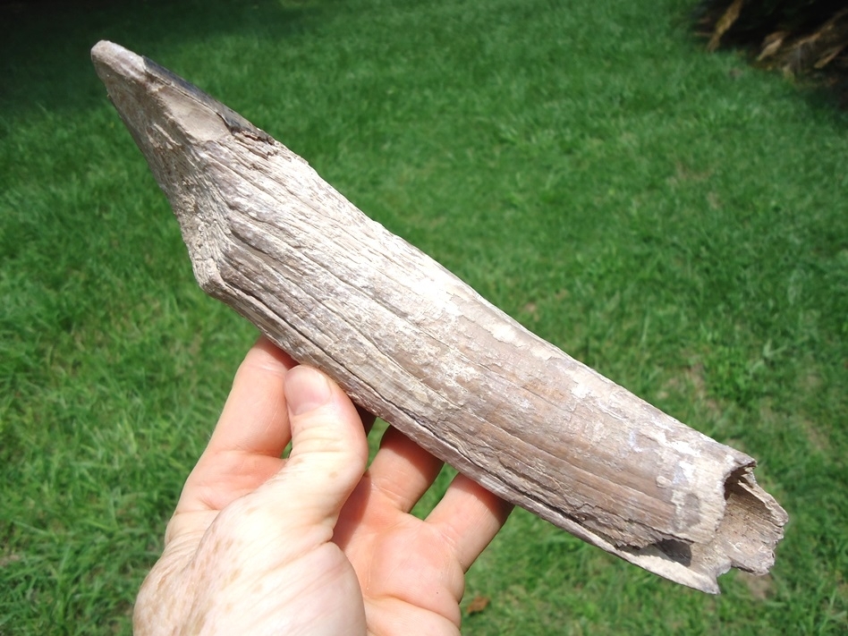 Large image 2 Very Rare Massive Aphelops Rhino Tusk