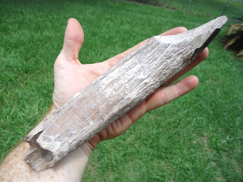 Large image 5 Very Rare Massive Aphelops Rhino Tusk