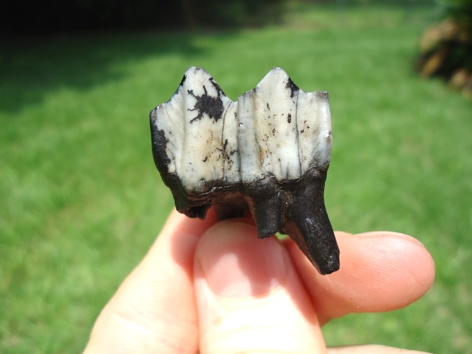 Large image 1 Unique Two-Tone Llama Tooth