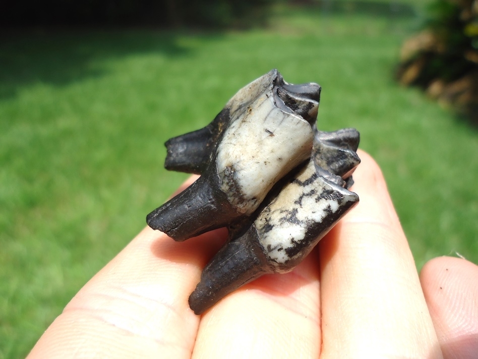 Large image 3 Unique Two-Tone Llama Tooth