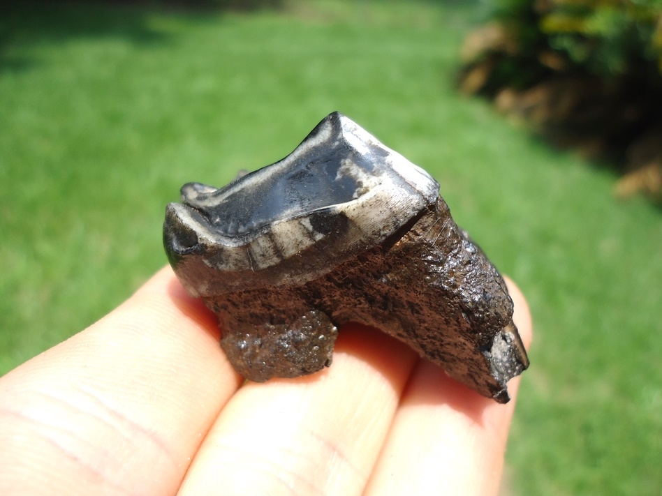 Large image 1 Stunning Tapir Upper Molar