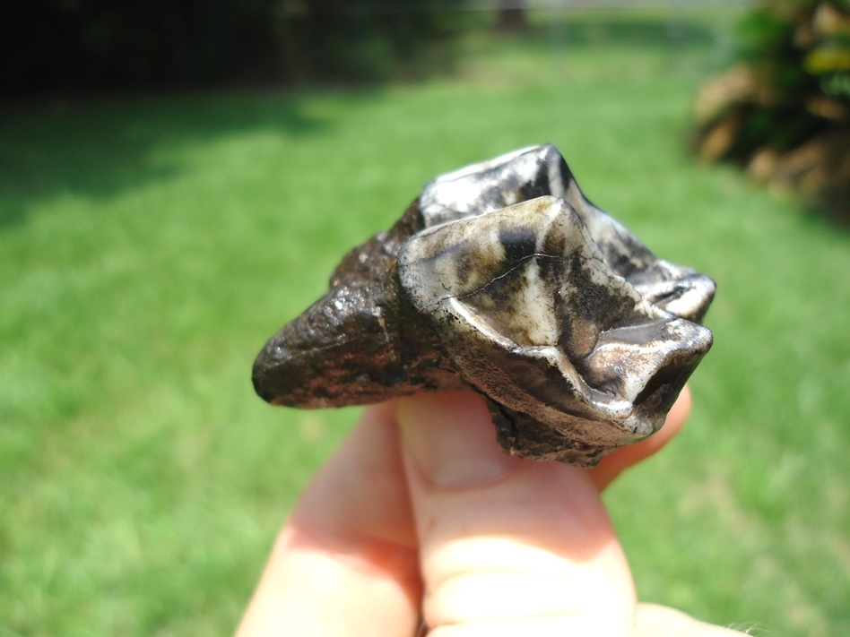 Large image 2 Stunning Tapir Upper Molar