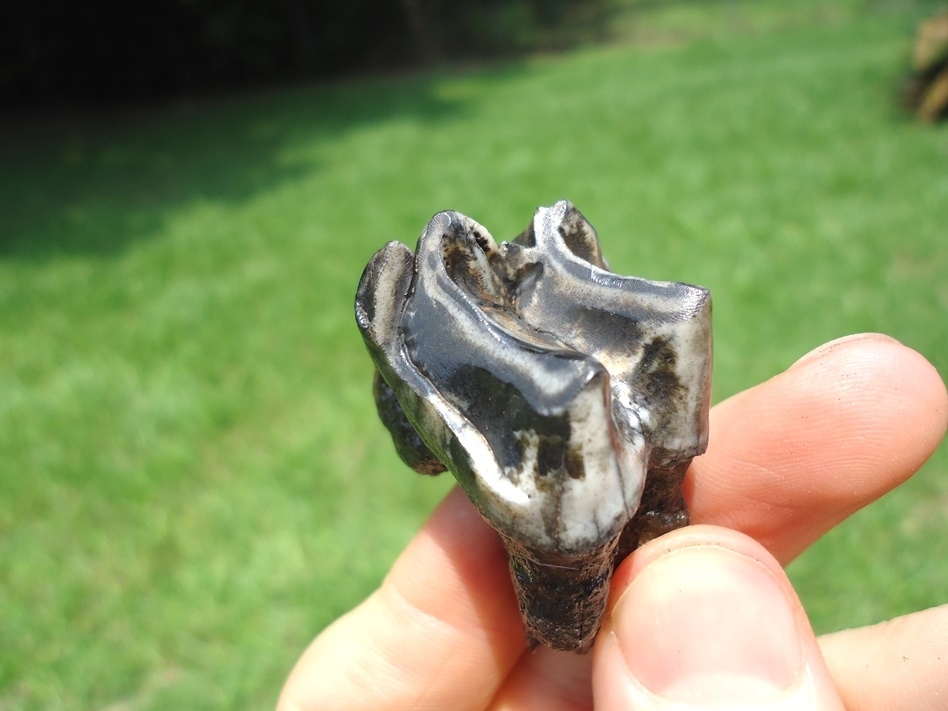 Large image 4 Stunning Tapir Upper Molar