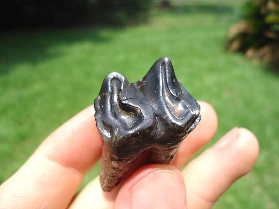 Large image 2 Full Rooted Tapir Lower Molar