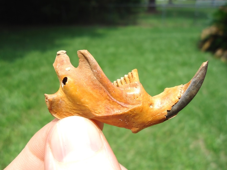 Large image 1 The Finest Muskrat Mandible