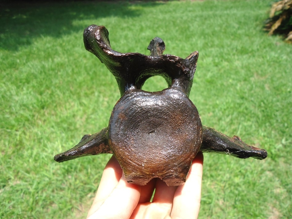 Large image 1 Stunning Quality Sloth Vertebra