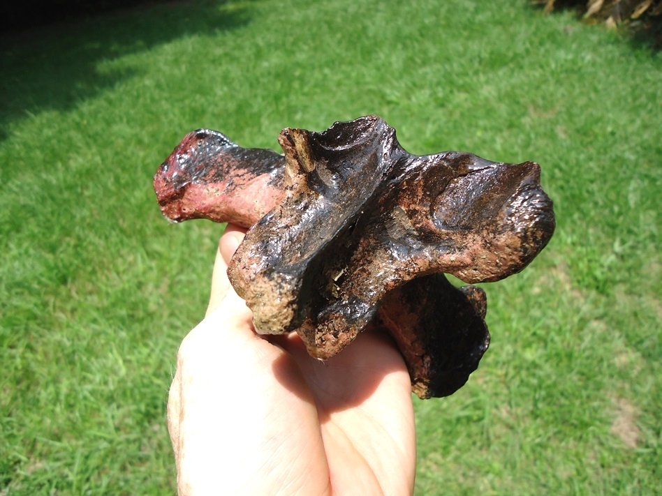 Large image 3 Stunning Quality Sloth Vertebra