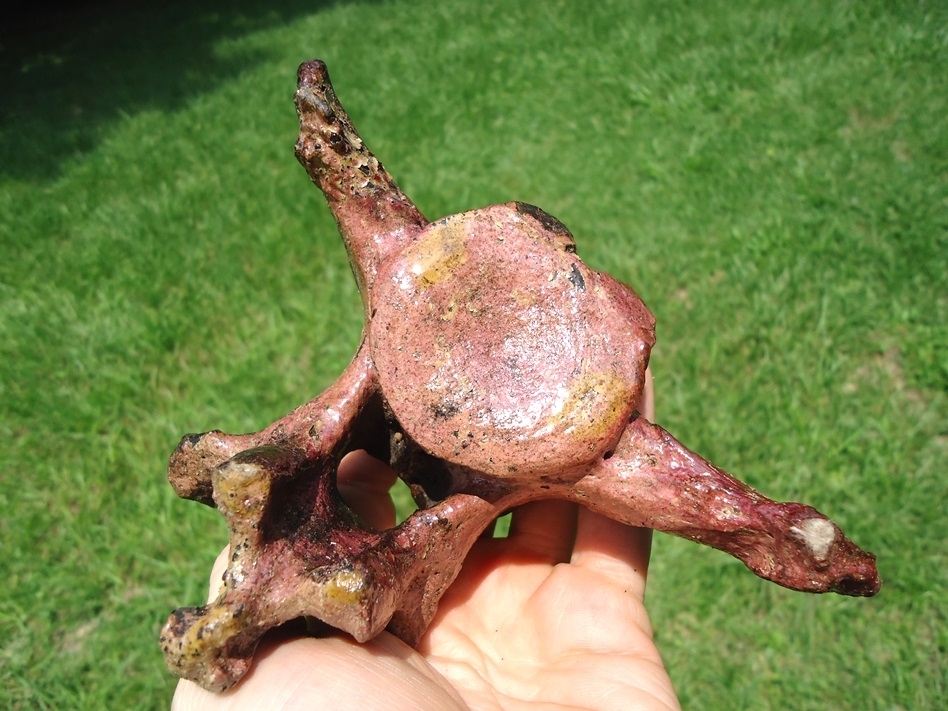 Large image 5 Stunning Quality Sloth Vertebra