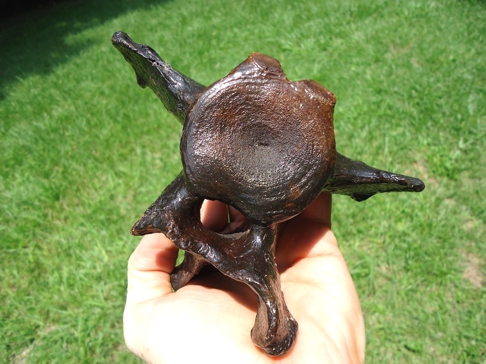 Large image 6 Stunning Quality Sloth Vertebra