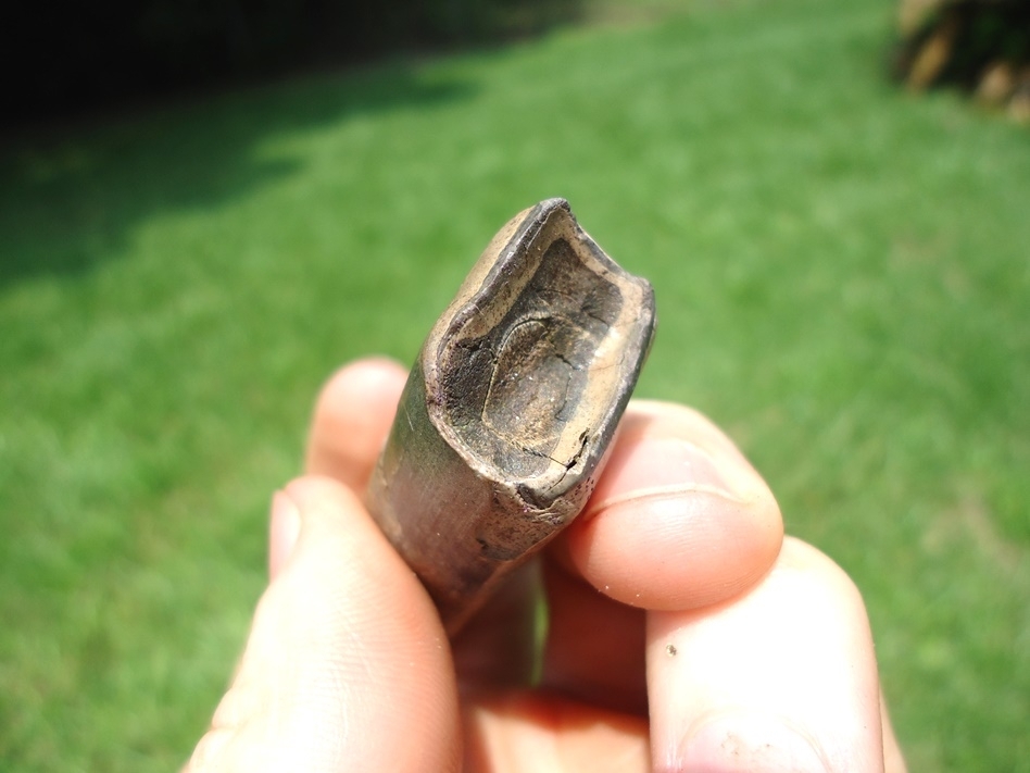 Large image 3 Top Quality Sloth Tooth