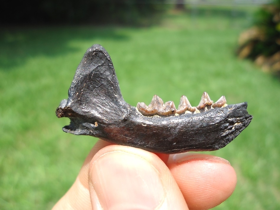 Large image 1 Top Quality American Mink Mandible