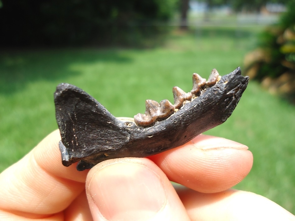 Large image 3 Top Quality American Mink Mandible