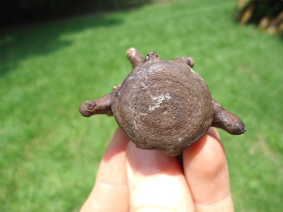 Large image 1 Beyond Rare Miocene Sloth Caudal Vertebra