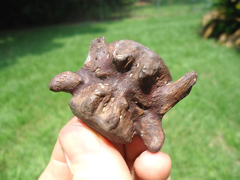 Large image 2 Beyond Rare Miocene Sloth Caudal Vertebra