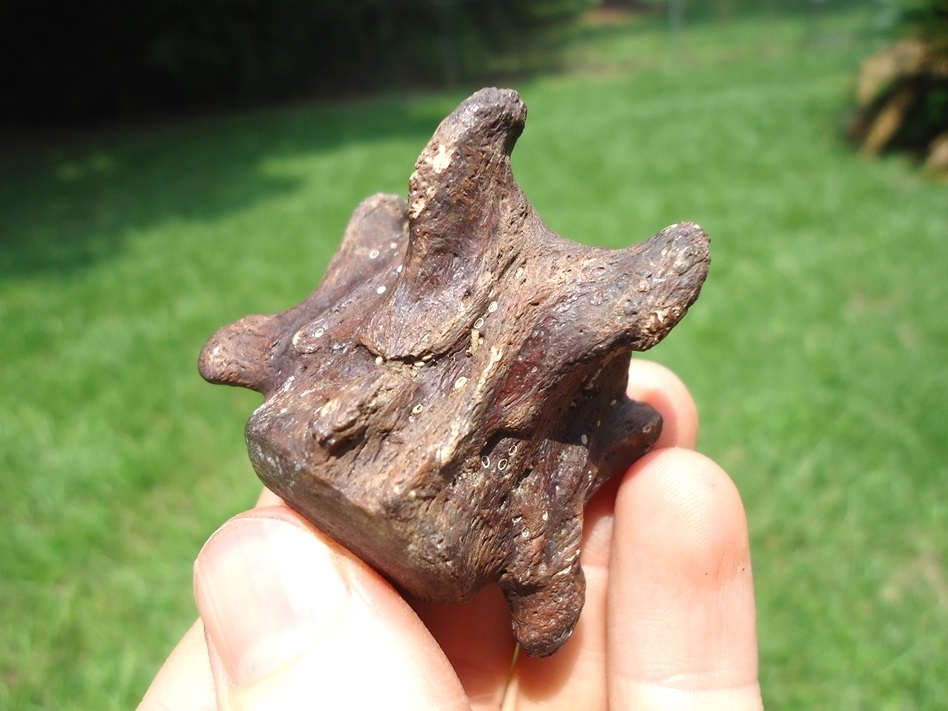 Large image 3 Beyond Rare Miocene Sloth Caudal Vertebra