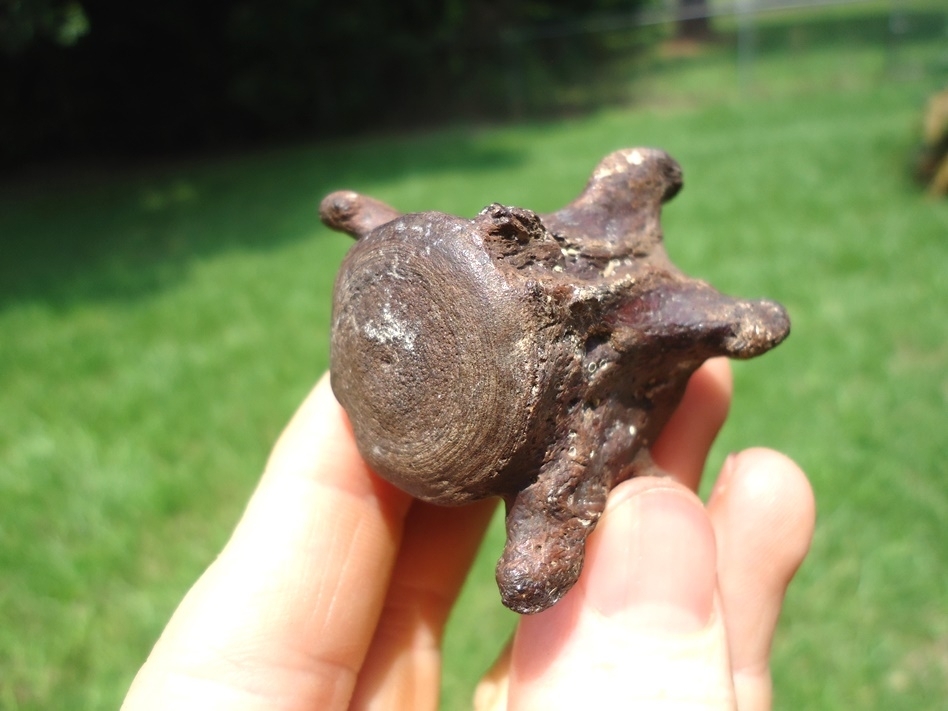 Large image 4 Beyond Rare Miocene Sloth Caudal Vertebra