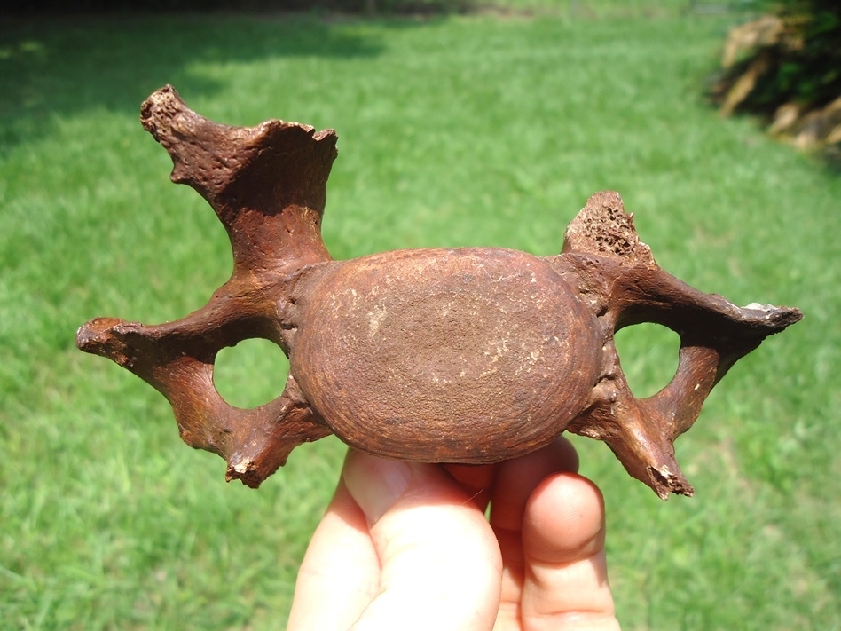 Large image 1 Excellent Cervical Vertebra from Rare Miocene Sloth