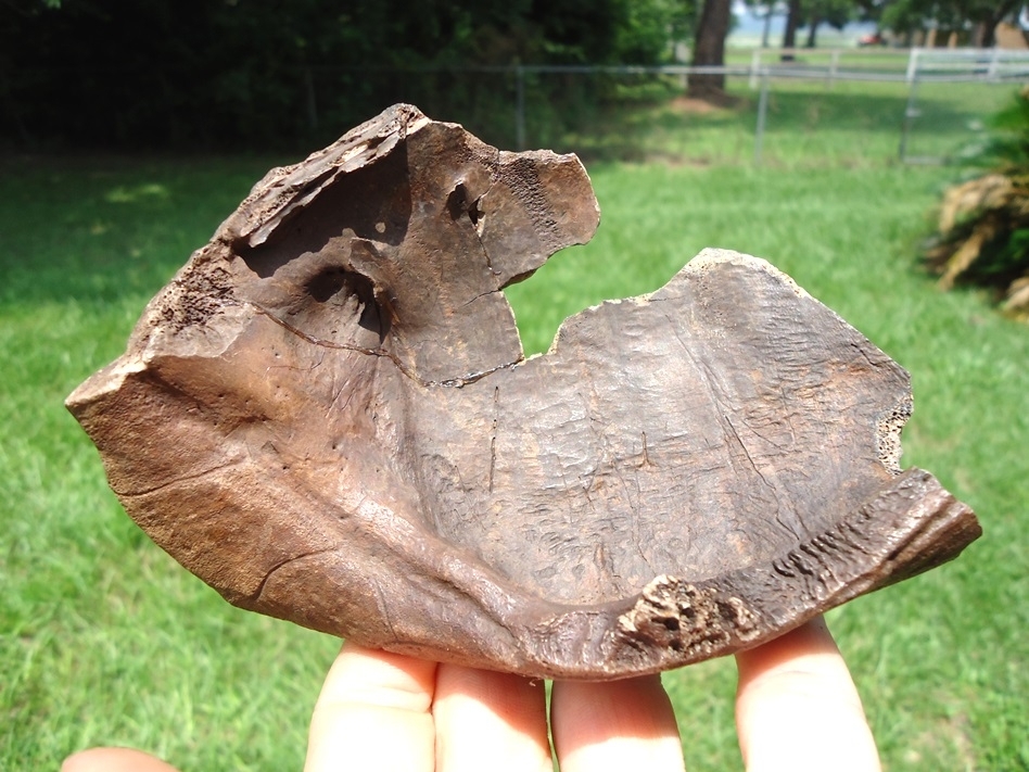 Large image 1 Large Section of Extinct Giant Box Turtle Shell