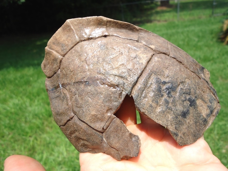 Large image 2 Large Section of Extinct Giant Box Turtle Shell