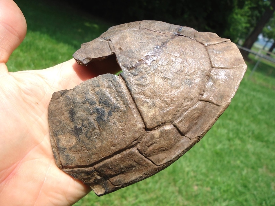 Large image 3 Large Section of Extinct Giant Box Turtle Shell