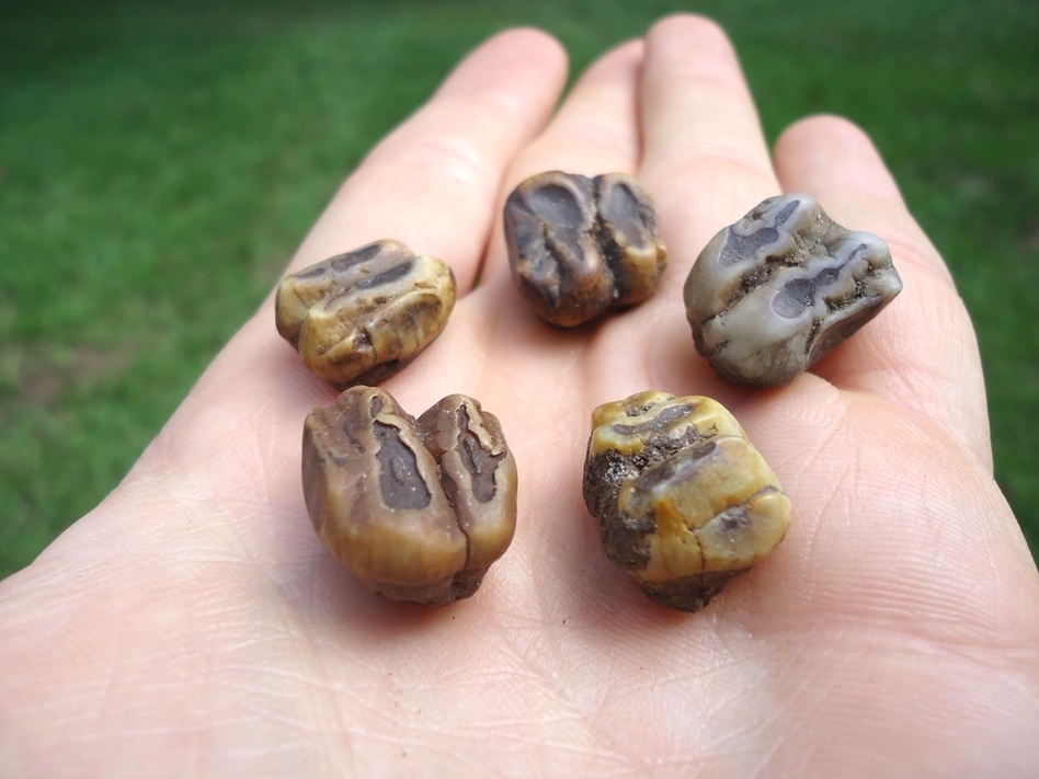 Large image 1 Five Choice Colorful Manatee Teeth