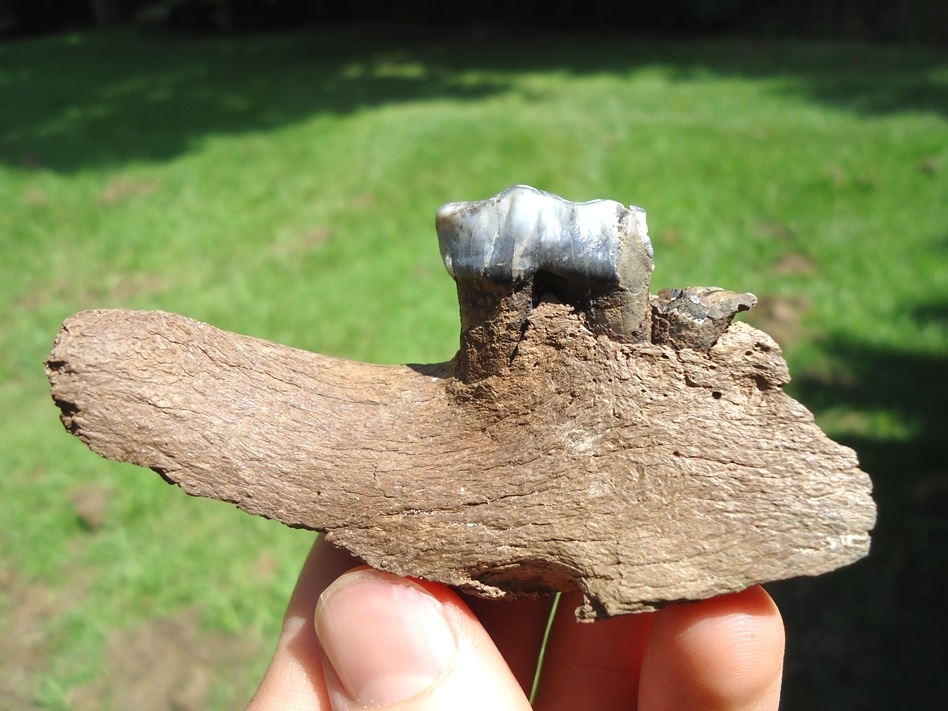 Large image 1 Beautiful Section of Tapir Mandible with Blue Tooth