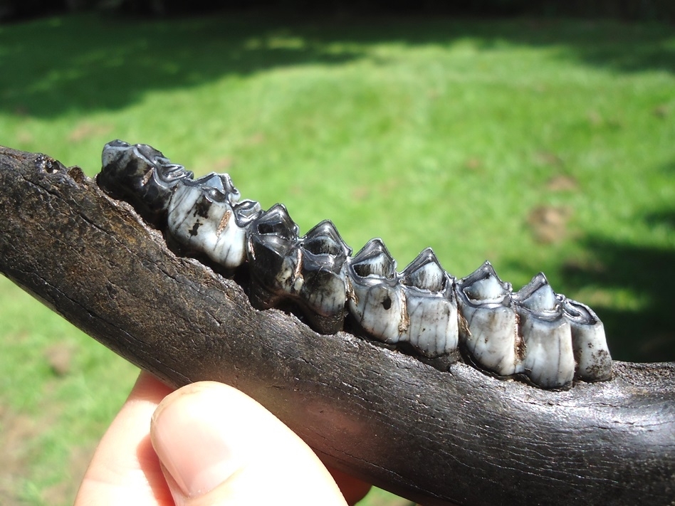 Large image 2 Top Quality Deer Mandible with Five Colorful Teeth