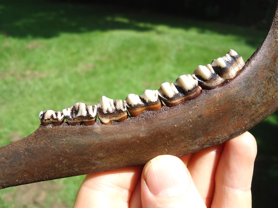 Large image 3 Museum Quality Deer Mandible