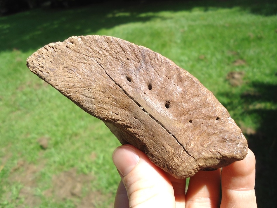 Large image 4 Immaculate Bison Hoof Core