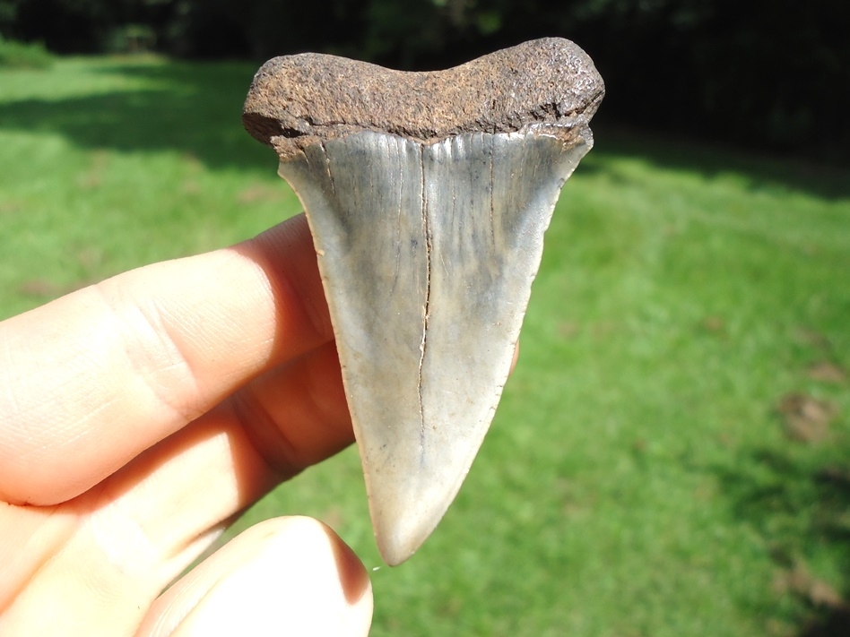 Large image 1 Very Nice Hastalis Shark Tooth