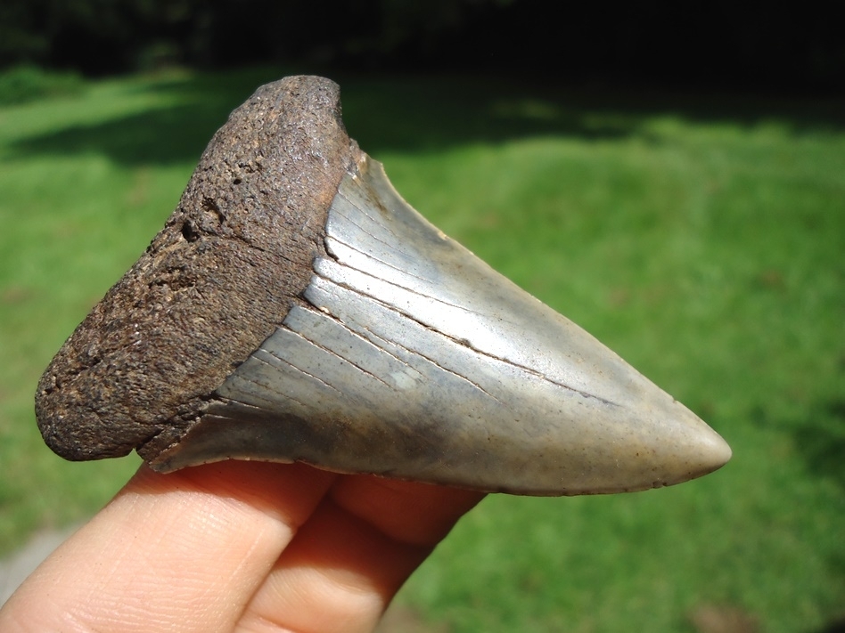 Large image 2 Very Nice Hastalis Shark Tooth