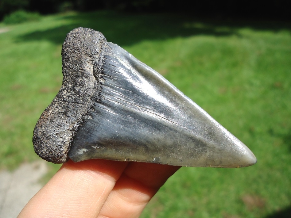 Large image 3 Large 2.41' Hastalis Shark Tooth