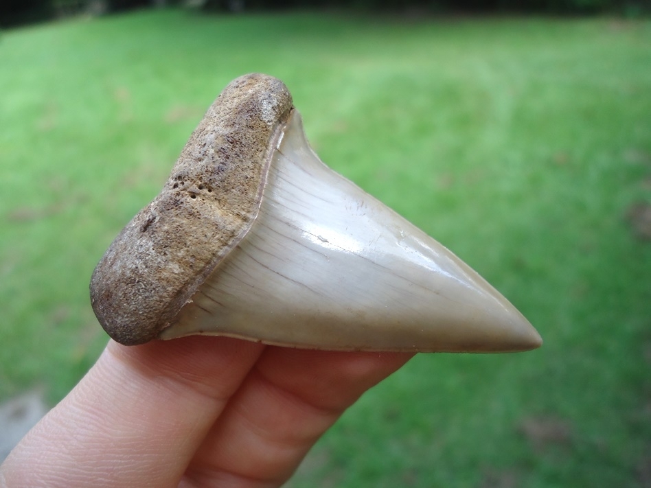 Large image 2 Beautiful Blonde Hastalis Shark Tooth