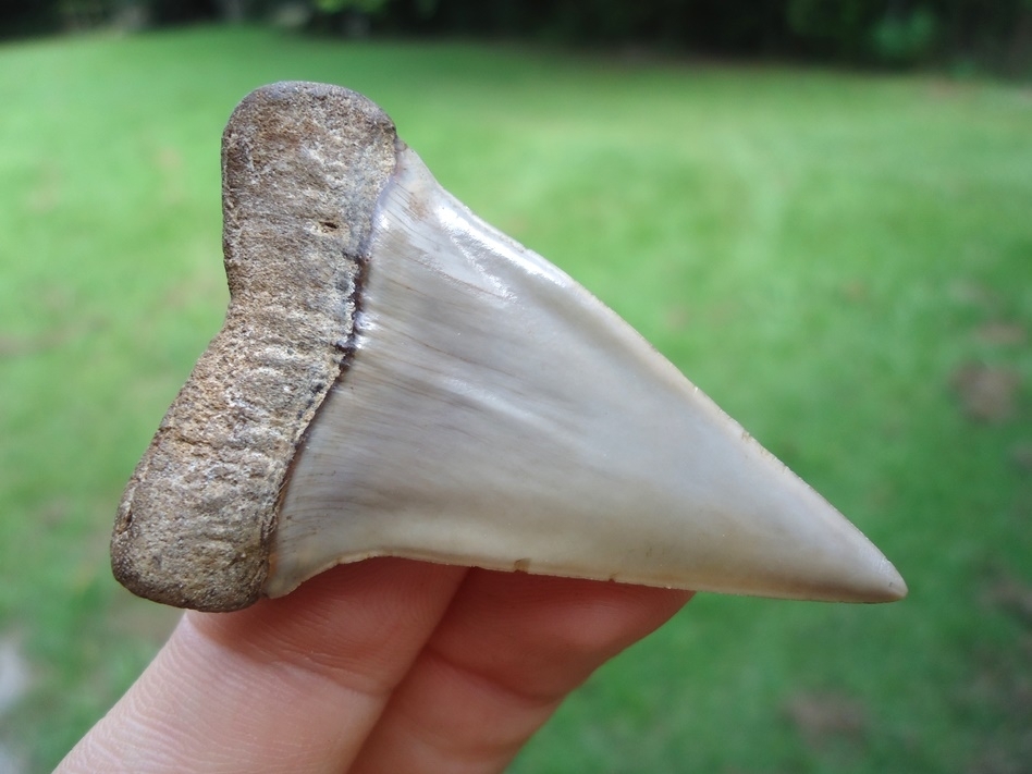 Large image 3 Beautiful Blonde Hastalis Shark Tooth