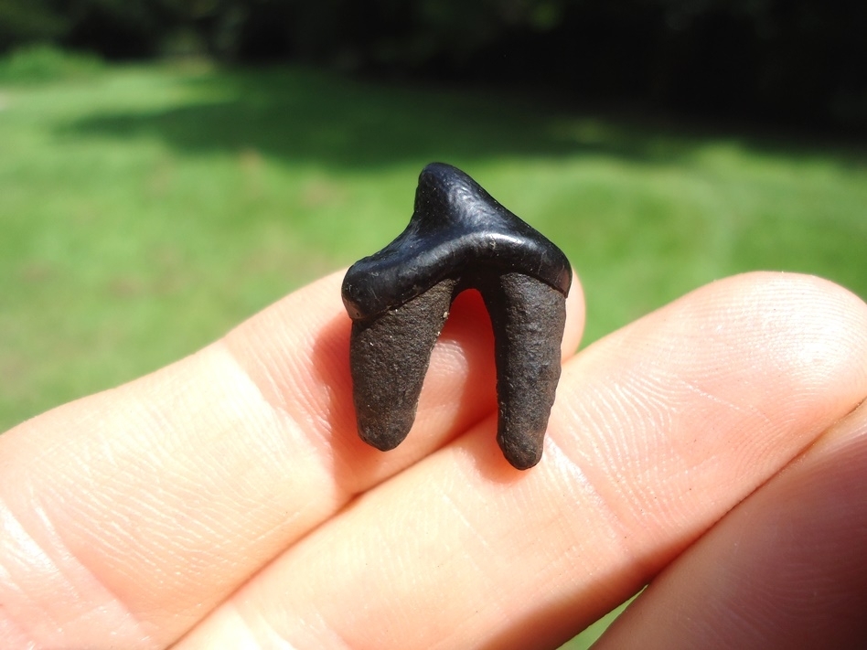 Large image 1 Top Quality Dire Wolf Premolar