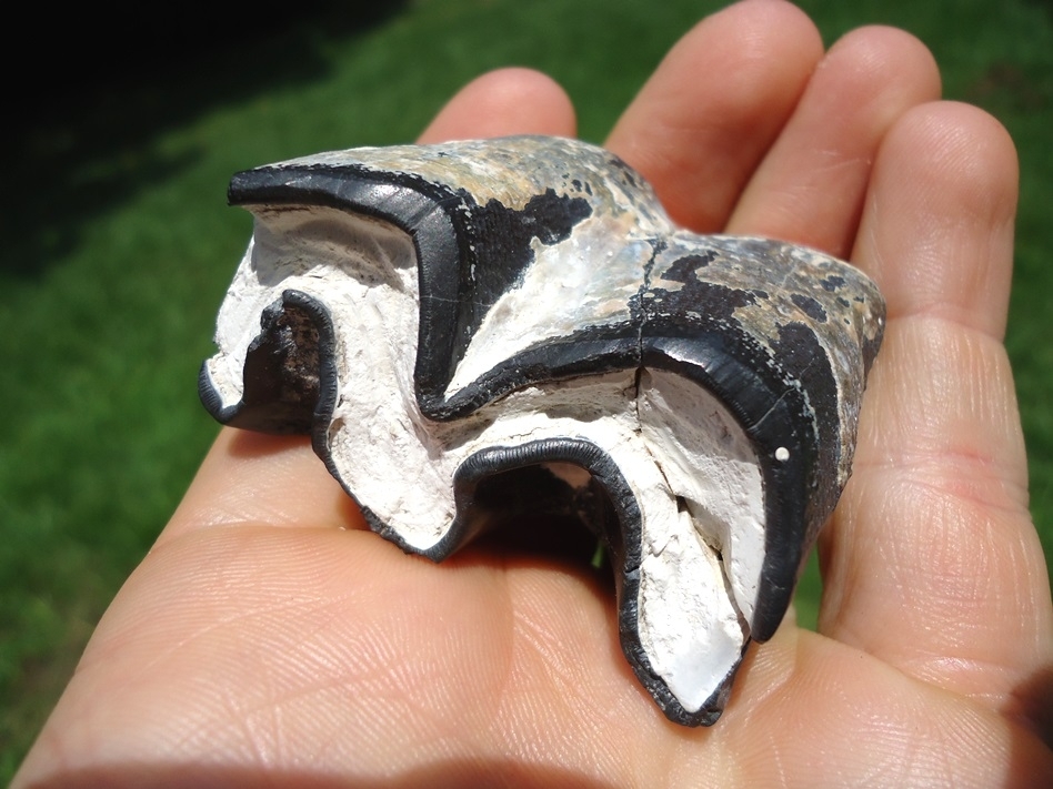 Large image 3 Bargain Bone Valley Rhino Tooth