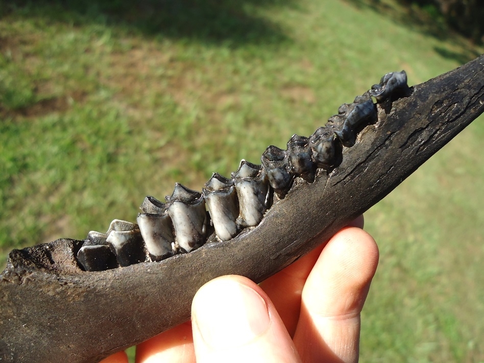 Large image 2 Awesome Deer Mandible with Six Teeth