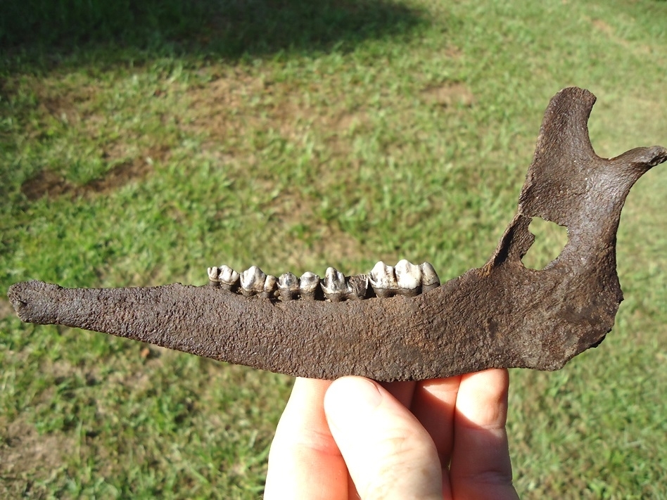 Large image 1 Quality Deer Mandible with Five Teeth