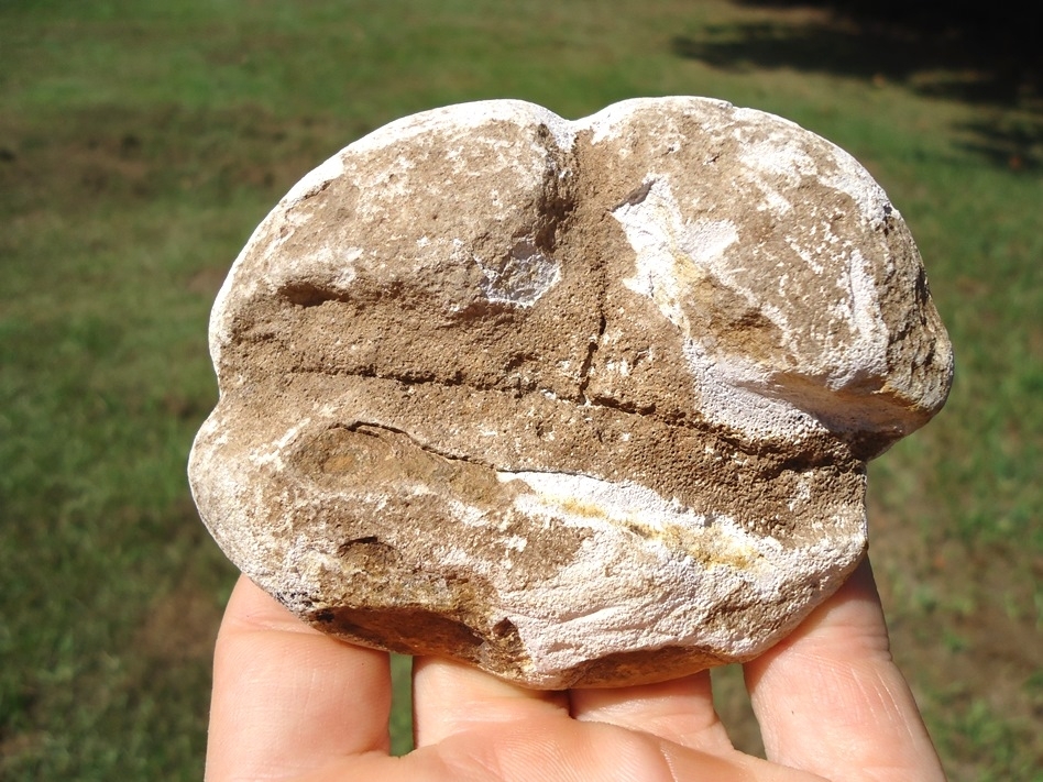 Large image 4 Beyond Rare Florida Nautiloid from the Oligocene