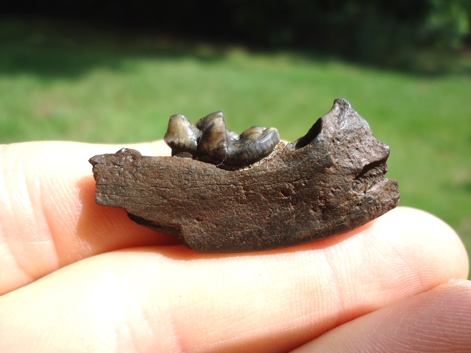 Large image 1 Bargain Price Otter Mandible