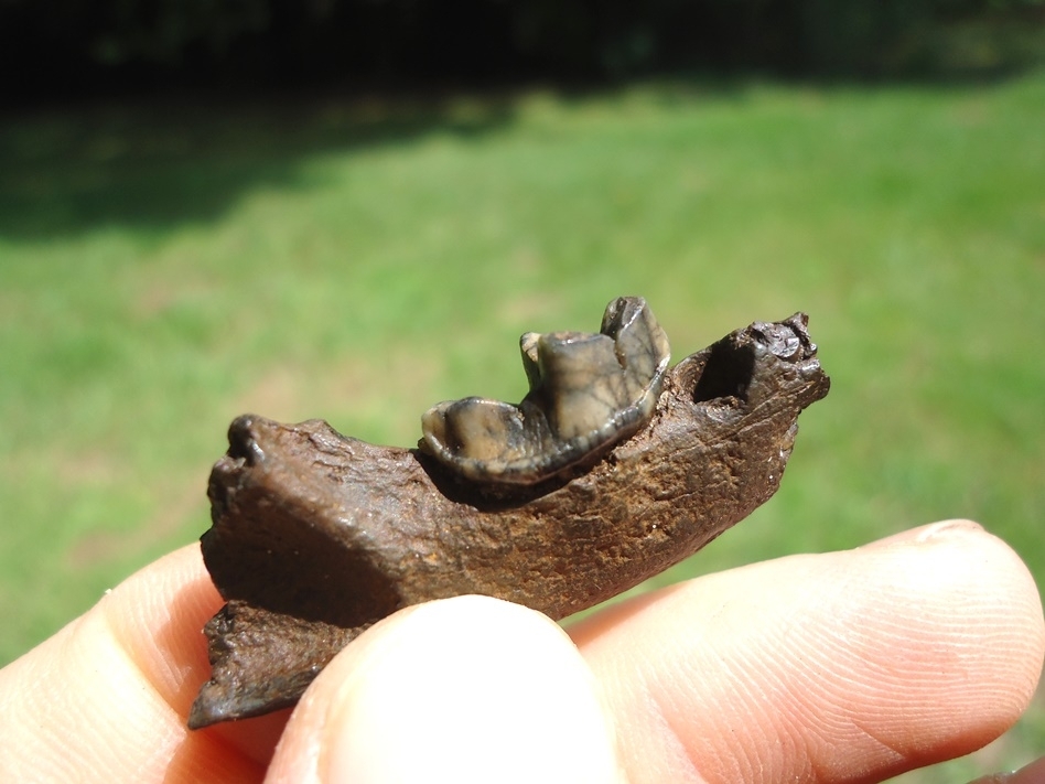 Large image 2 Bargain Price Otter Mandible