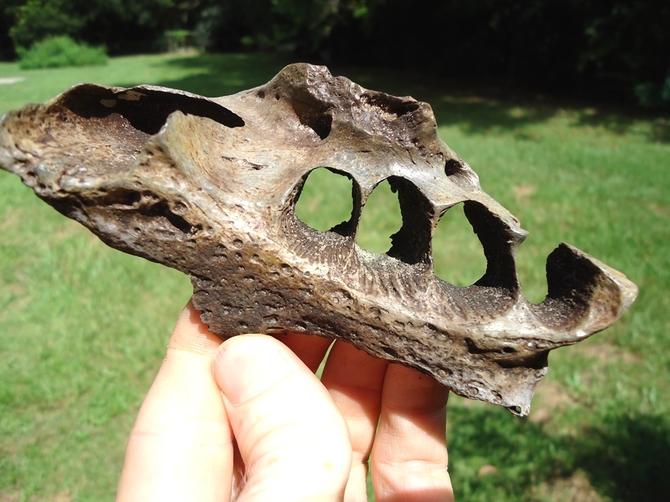 Large image 2 Very Rare Section of Megalonyx Sloth Skull