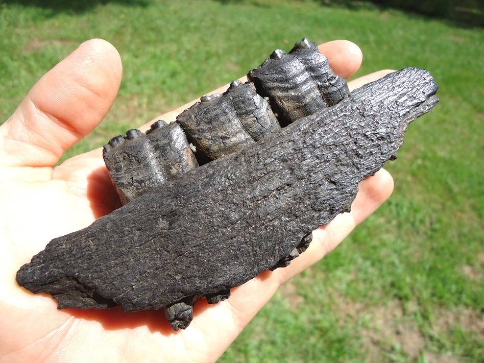 Large image 4 Great Section of Horse Mandible with Three Molars