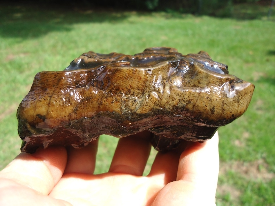 Large image 3 Beyond Rare North Florida Gomphothere Molar