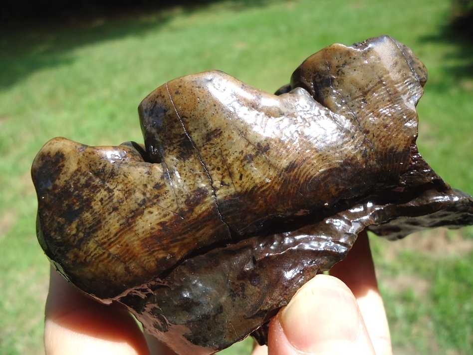 Large image 7 Beyond Rare North Florida Gomphothere Molar